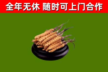 栾川县回收冬虫夏草